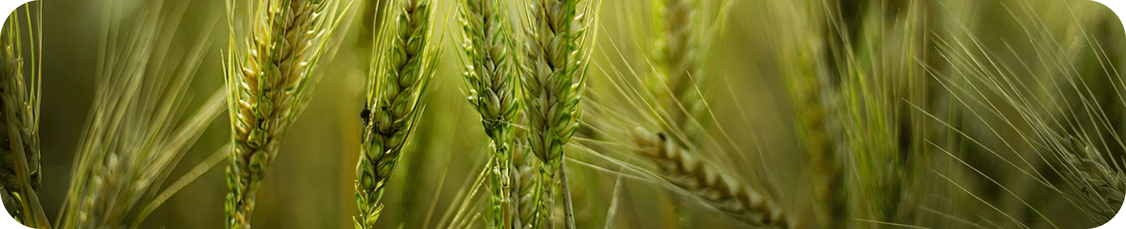 Agriculture background